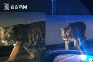 最新爆料斩虎事件视频大全,揭秘最新爆料事件视频大全 第3张 最新爆料斩虎事件视频大全,揭秘最新爆料事件视频大全 第3张